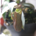 ramispina01