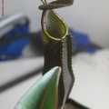 ramispina-0712-2