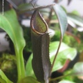 ramispina-0712-1