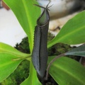 ramispina-0712-3