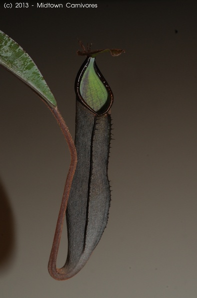 ramispina2013-01.jpg