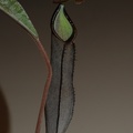 ramispina2013-01
