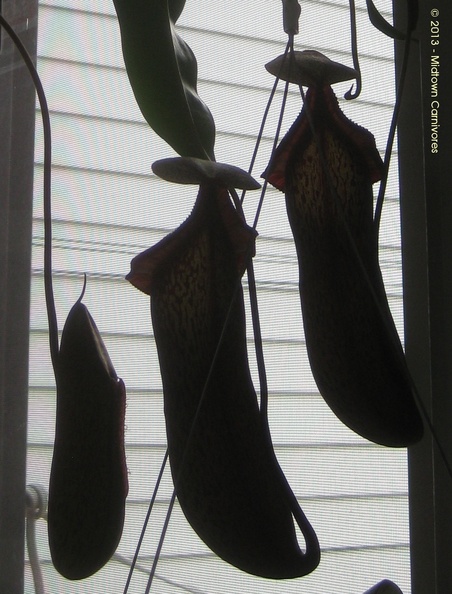 Nepenthes spectabilis x ventricosa silhouette.JPG