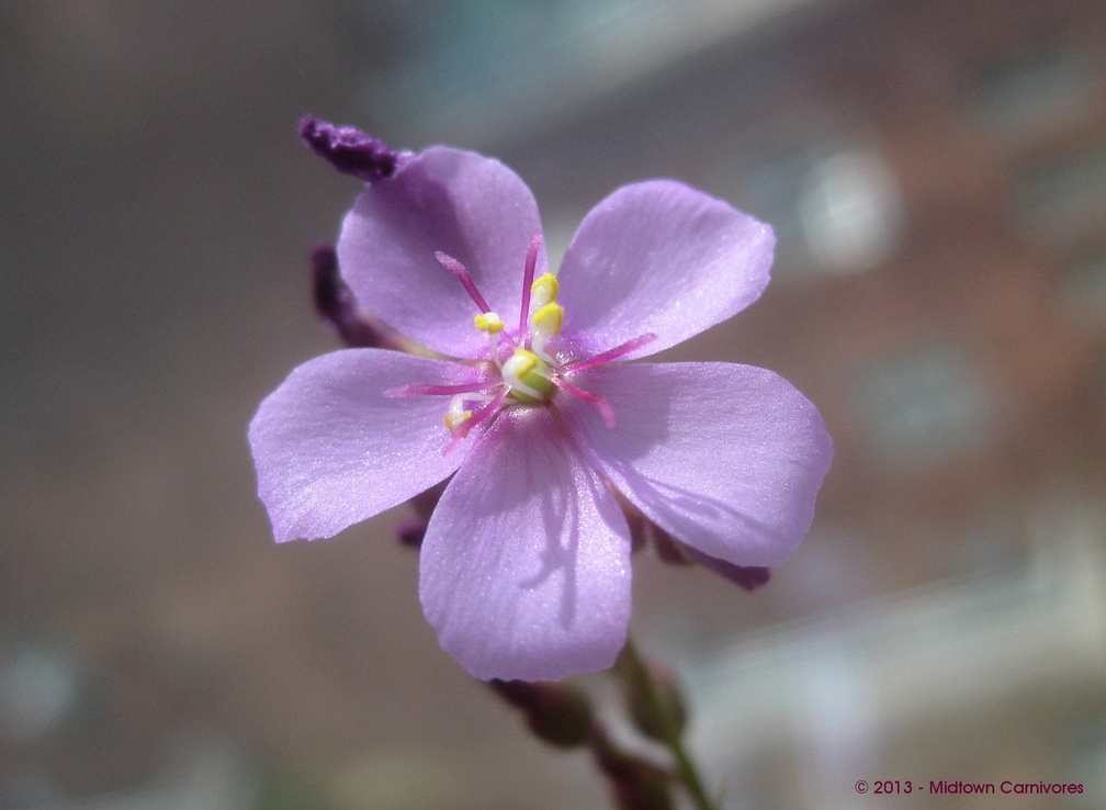 capensisallredflower01