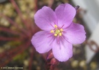 capensisallredflower02