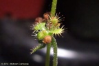 False vivipary in Drosera spathulata