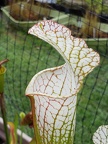 S. leucophylla 